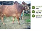 Qurbani Cow Available (Tag No. 650) - (Fixed Price)