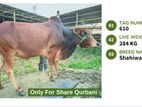 Qurbani Cow Available (Tag No.610 ) - (Fixed Price)