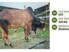 Qurbani Cow Available (Tag No.625 ) - (Fixed Price)