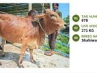 Qurbani Cow Available (Tag No.678 ) - (Fixed Price)