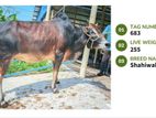 Qurbani COW for sale (Fixed price) (Tag No- 679)