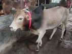 Qurbani Cow for sale No-22