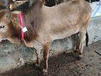 Qurbani Cow for sale No-23