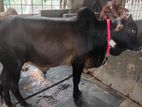 Qurbani Cow for sale No-25