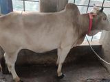 Qurbani Cow for sale No-26