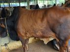 Qurbani Cow sell----04