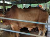 Qurbani Cow sell----1