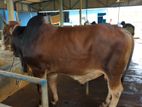Qurbani Cow sell----10