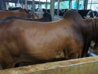 Qurbani Cow sell-12