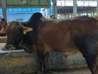 Qurbani Cow sell---15