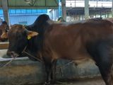 Qurbani Cow sell---15
