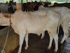 Qurbani Cow sell-20