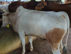 Qurbani Cow sell----21