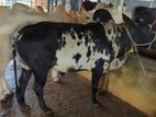 Qurbani Cow sell-23