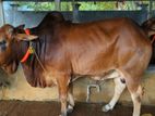 Qurbani Cow sell-32