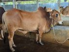 Qurbani Cow sell-37