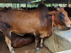 Qurbani Cow sell-38