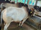 Qurbani Cow sell----42