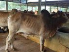 Qurbani Cow sell-44