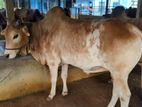 Qurbani Cow sell--45