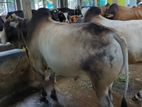 Qurbani Cow sell----48