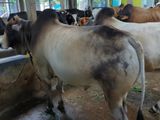 Qurbani Cow sell----48