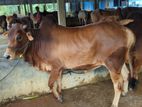 Qurbani Cow sell-48