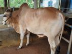 Qurbani Cow sell----50