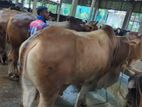 Qurbani Cow sell----52