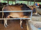 Qurbani Cow sell----54