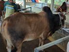 Qurbani Cow sell----8
