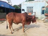 Qurbani Cow sell---84