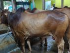 Qurbani Cow sell----