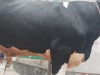 Qurbani Cow sell