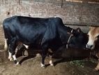 Qurbanir Big Cow2024