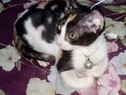 Cat for sale