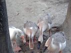 রাজ হাস