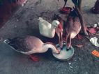 রাজহাঁস