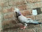 রাজশাহী গিরিবাজ ভালো জাতের নর