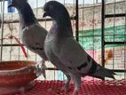 রাজশাহী কবুতর