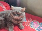 Cat for sell
