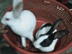 rabbit sell