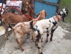 রাম ছাগল