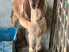 রাম ছাগল