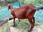 রাম ক্রস জাতের একটা খাসি বিক্রি করা হবে