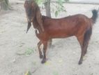 রাম ছাগল