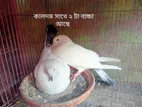 রানি কবুতর ৫ জোড়া