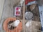 Budgerigar Bird Sell with cage
