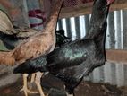 রানিং আসিল জোড়া ১মেল ২ ফিমেল