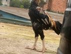রানিং আসলি ফাইটার মোরগ মুরগি
